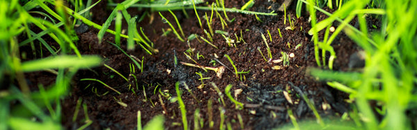 Lückiger Rasen mit dünnem Grasbewuchs