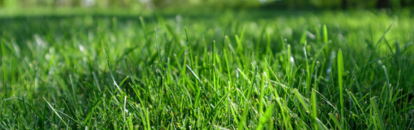 Hand mit lockerer, gesunder Gartenerde
