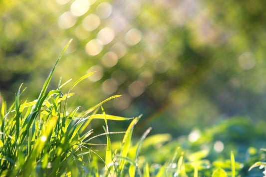 Nahaufnahme grüner Grashalme im Sommer